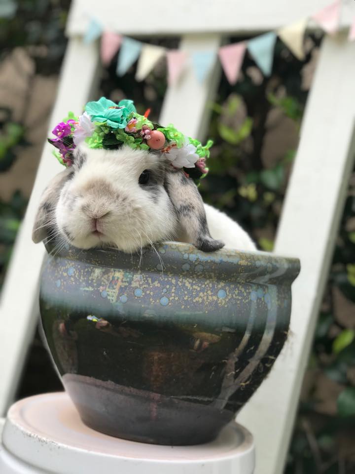 Millicent the... - Millicent the Magnificent Slobovian Bunny