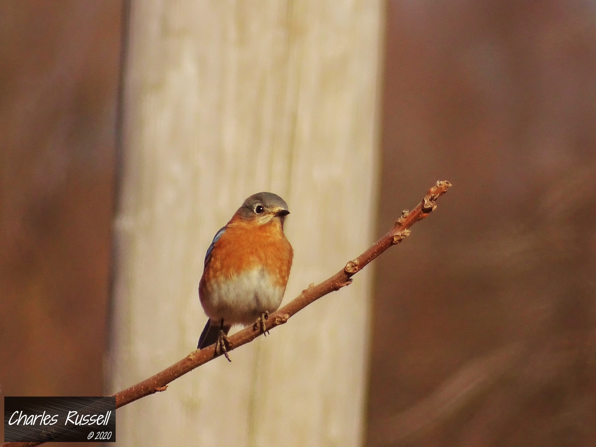 A female Eastern Bluebird landing on a Buckthorn bush.