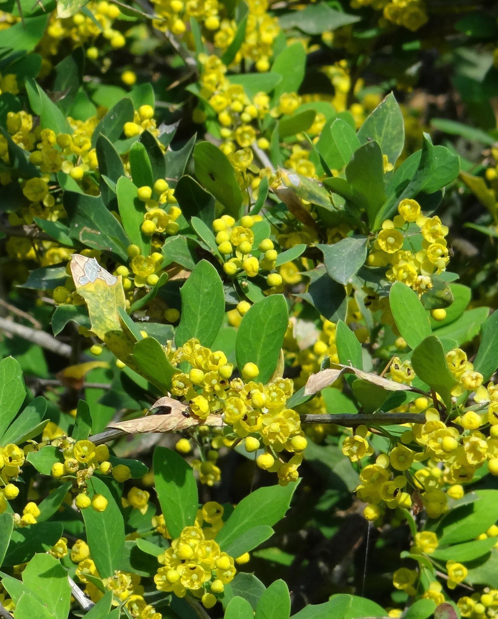 Meet the Kilmora or Indian Barberry... - Nature_in_Mukteshwar | Facebook