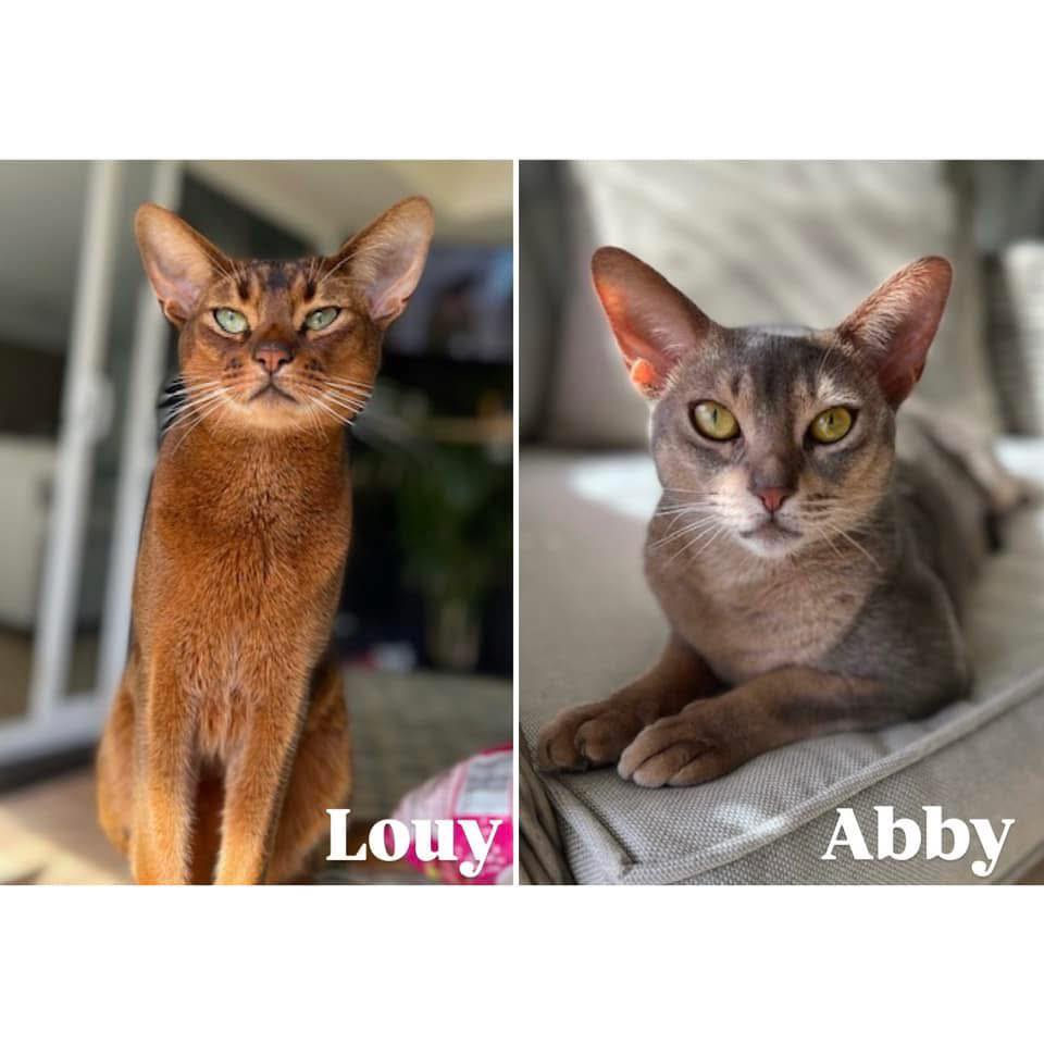 Abyssinian Cat Rescue | Paradise CA