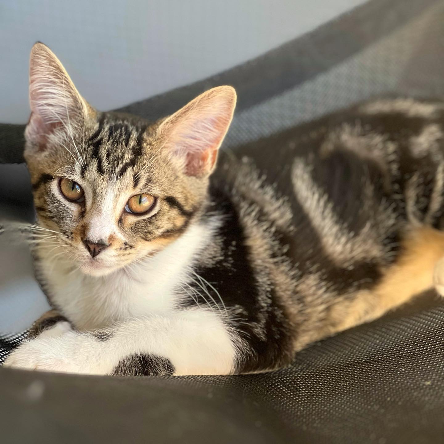 📚🌏 MEET ATLAS 🌏📚 Hi there! My name... - Perth Rescue Angels | Facebook