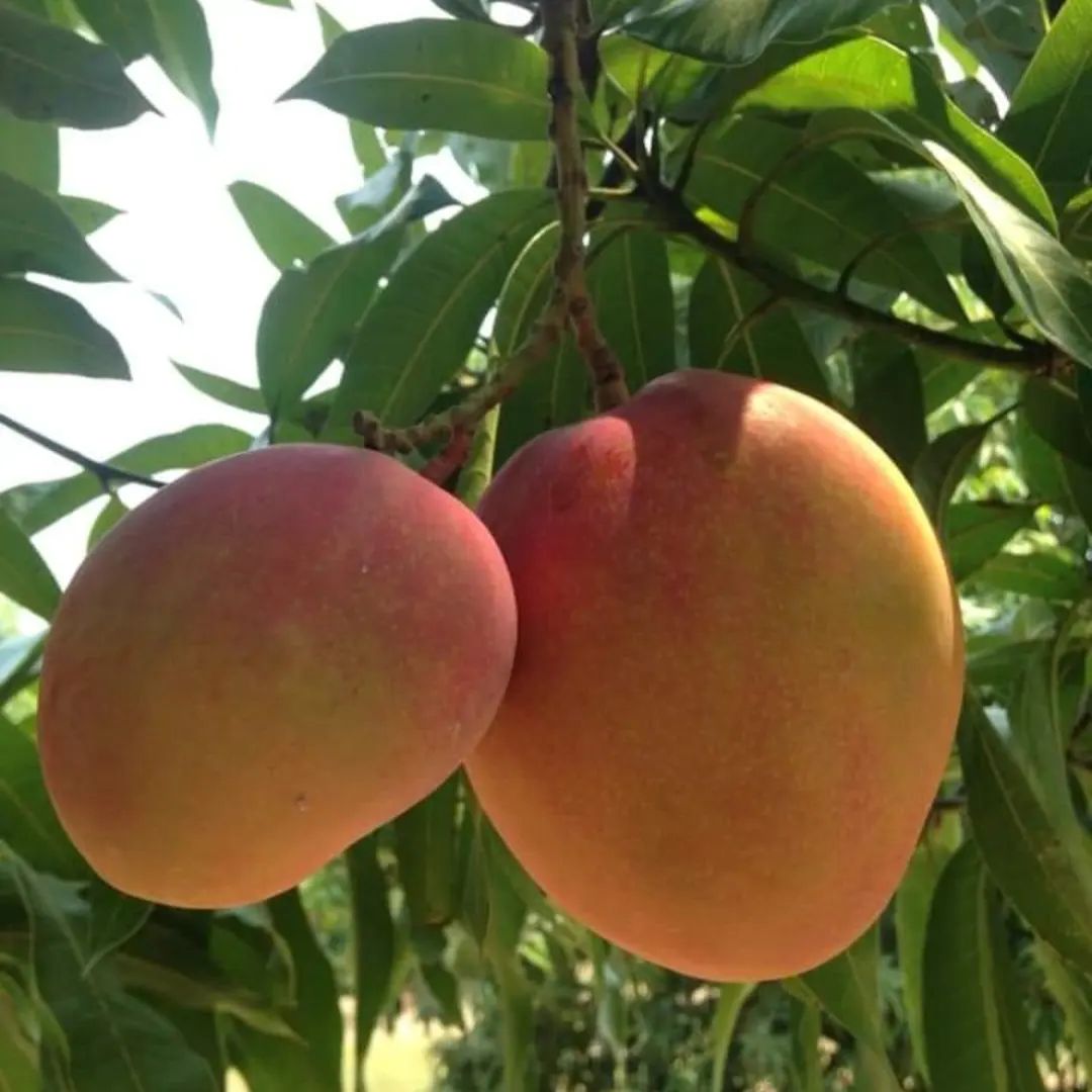 Vivero Vargas - PLANTA DE MANGO TOMMY INJERTADO EN$25... | Facebook