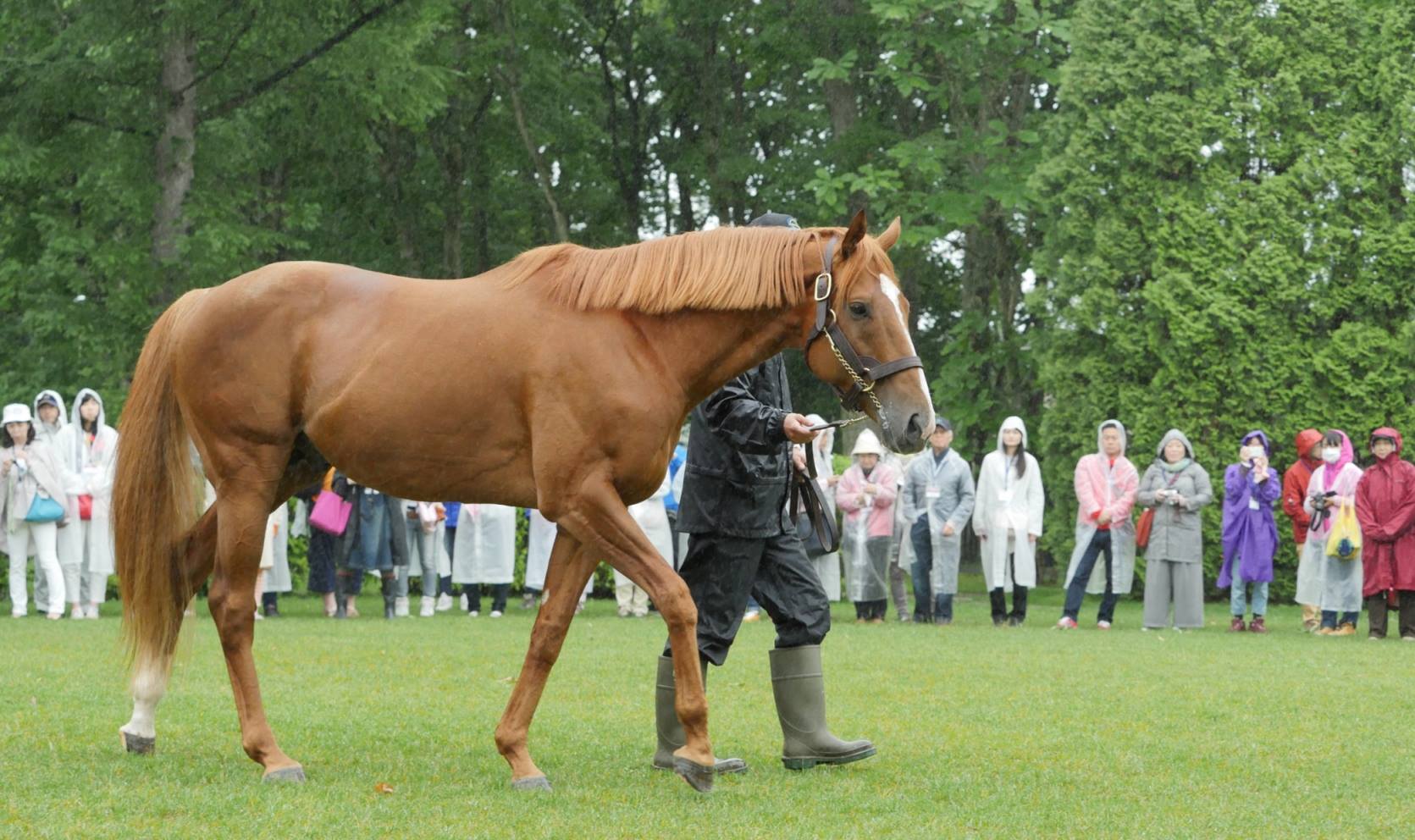 オルフェーヴル（Orfevre） (@quadruple.crown.orfevre) • Facebook