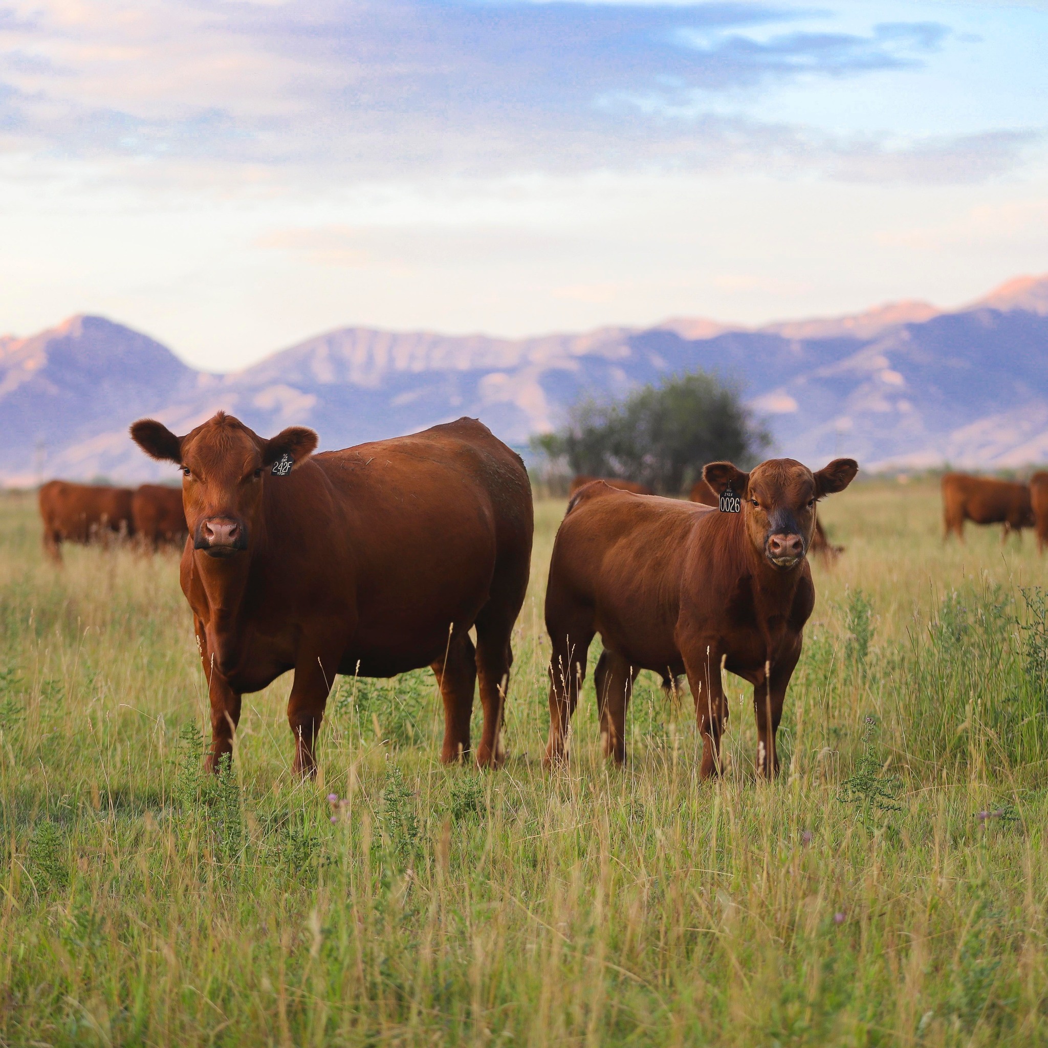 Beitia Livestock | Spring Creek NV