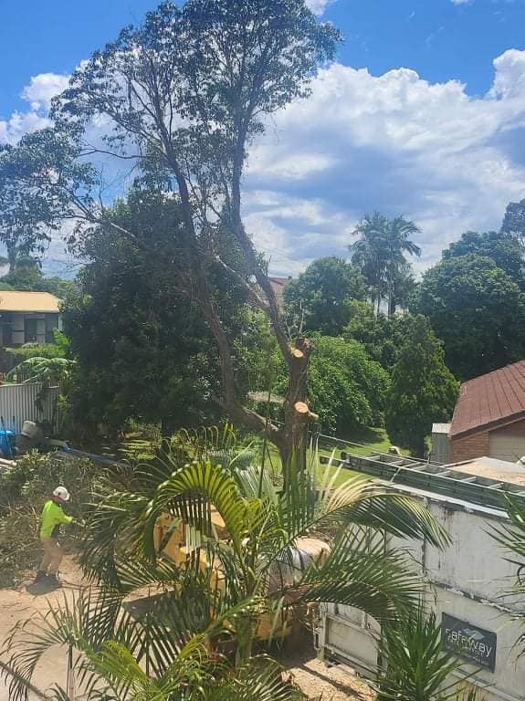 SafeWay Tree Service | Brisbane QLD