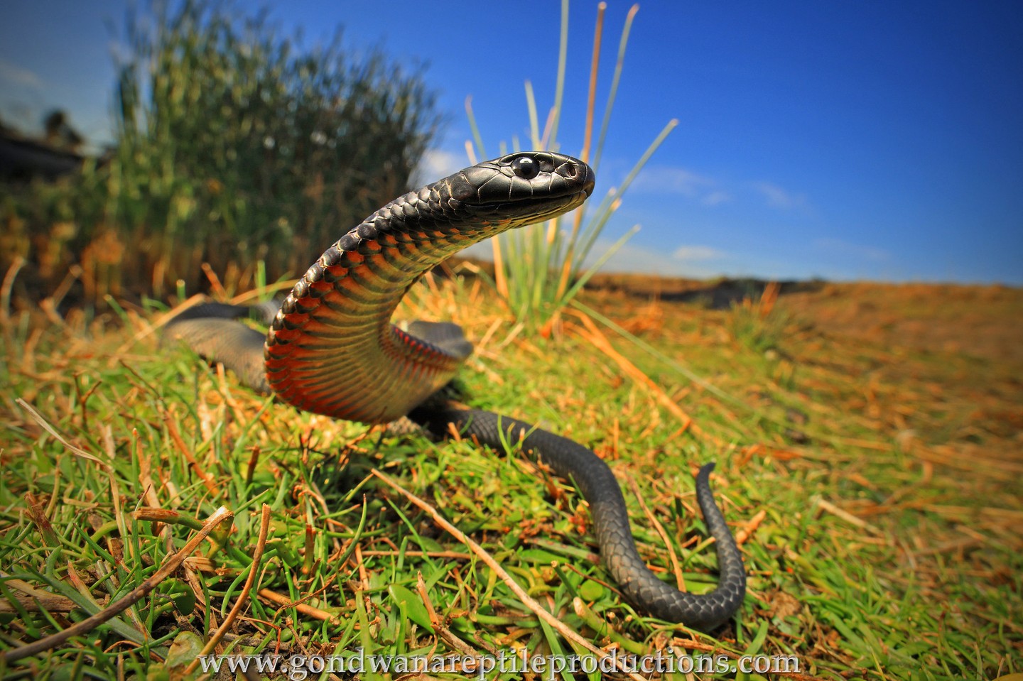 The Reptile - Rob Valentic took this fantastic wide angle shot of of a ...