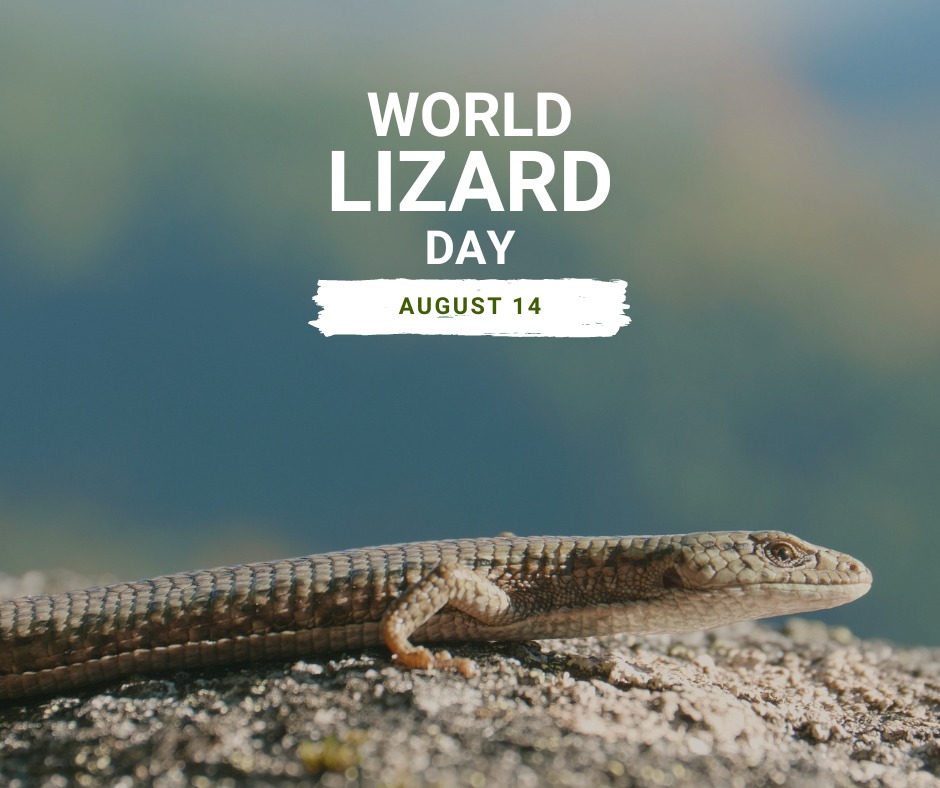 🦎🌍 Happy World Lizard... - Invasive Species Council of BC | Facebook