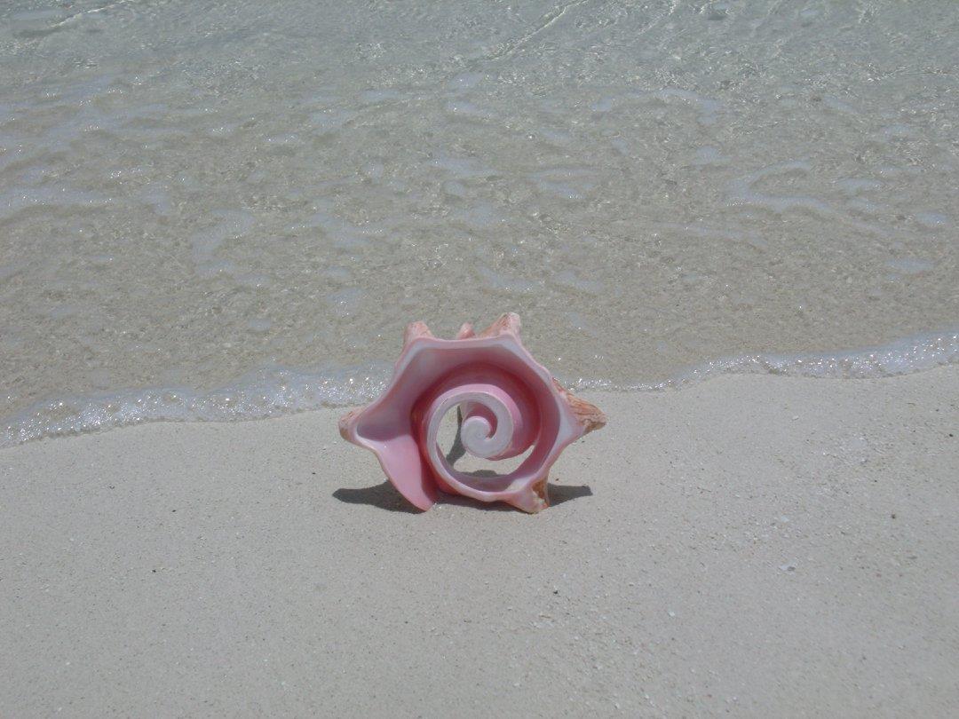 TCI Shellman