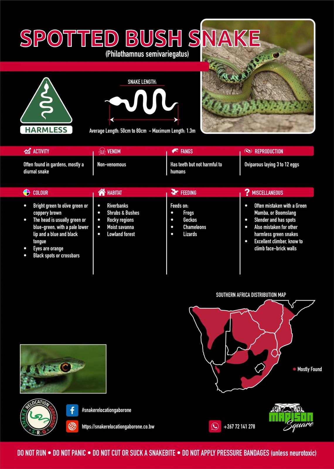 Some Botswana Snakes That are... - Snake Relocation Gaborone | Facebook