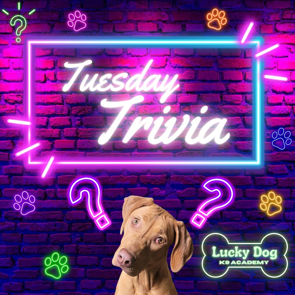 Lucky - 🎓 Tuesday Trivia Time! 🎓 Hey Lucky Dog Family, it’s time to ...