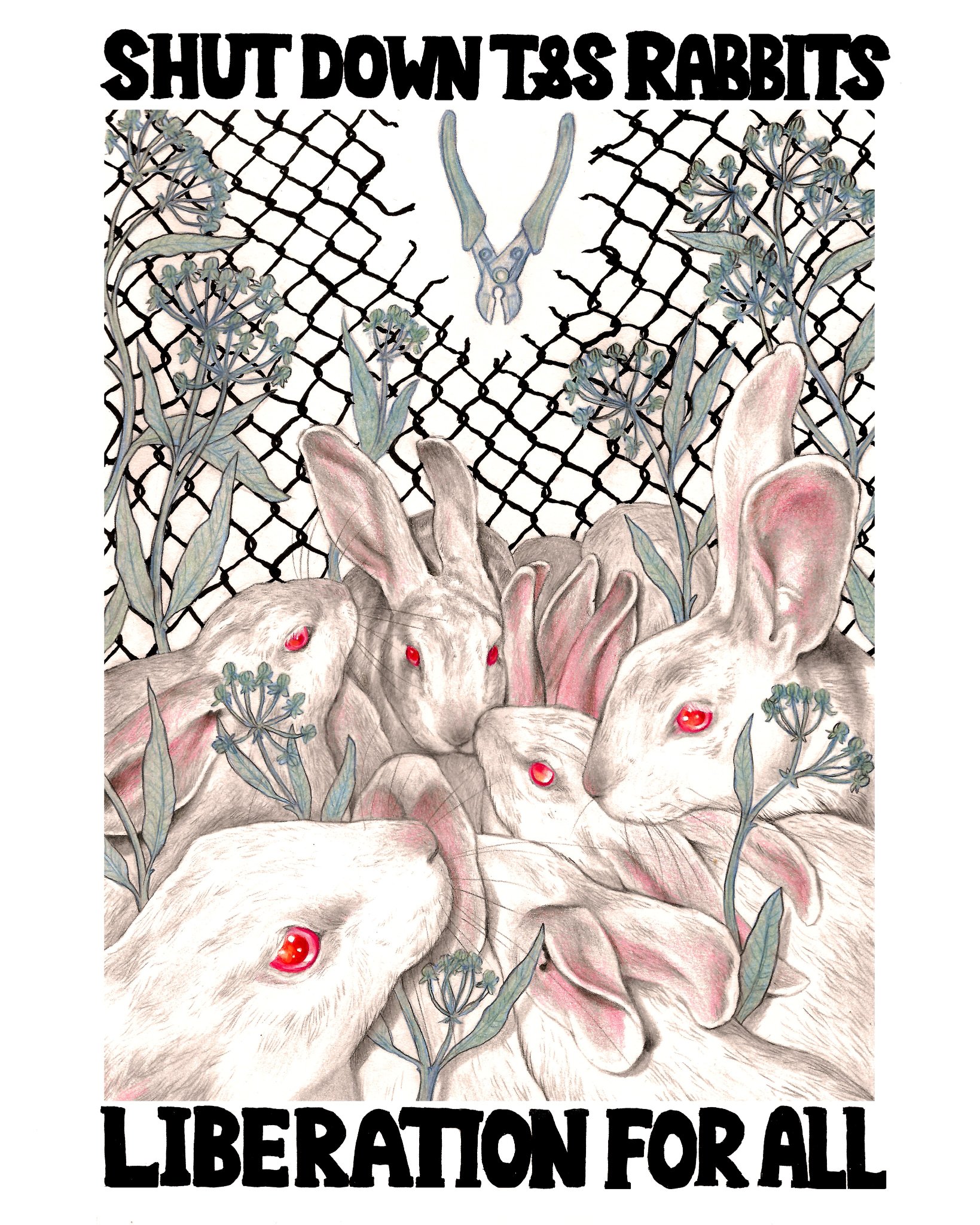 THE T&S RABBITS HAVE BEEN FREED! but... - Animal Rights UK | Facebook