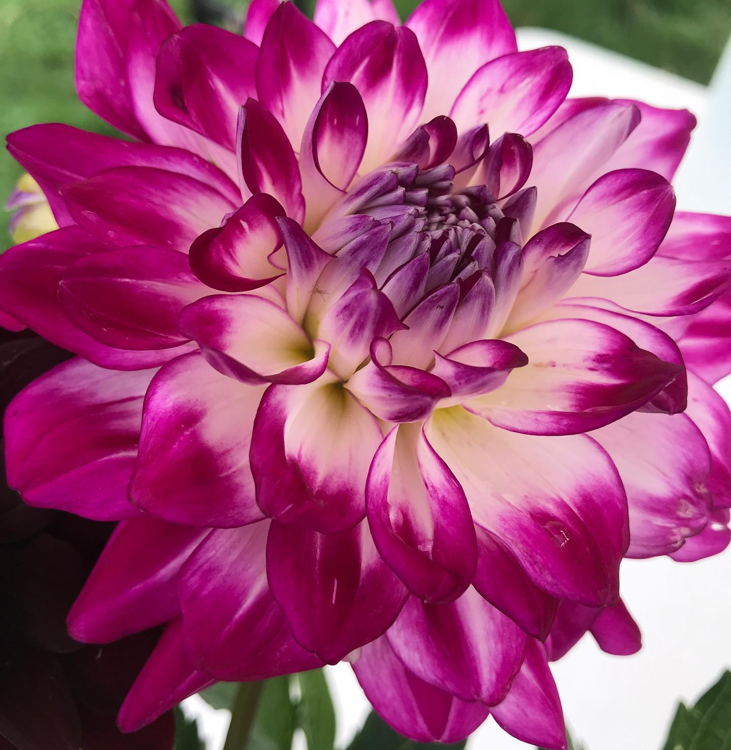 Discounted dahlia variety packs available online