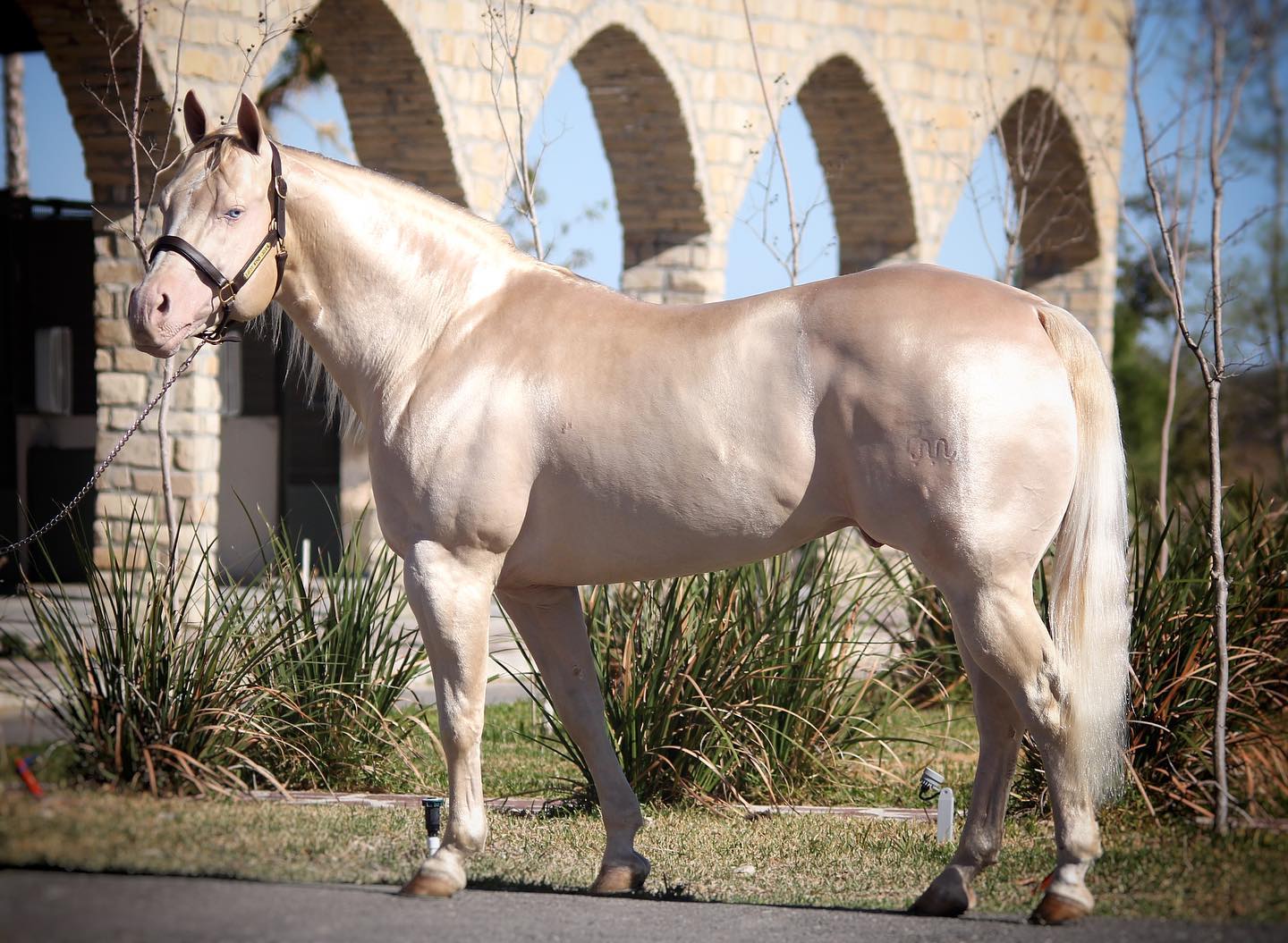 Caballos La Paloma - BUSY WININ CHEX, semental@de @caballos_la_paloma ...