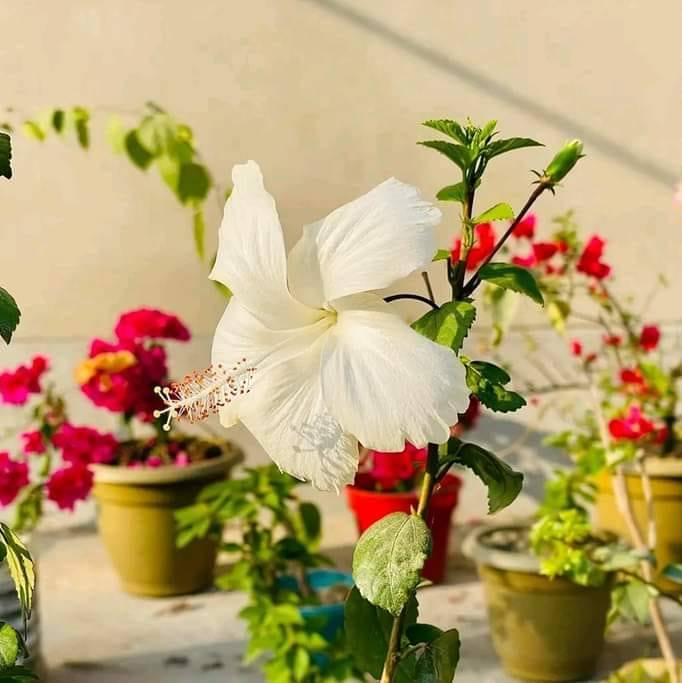 জবা