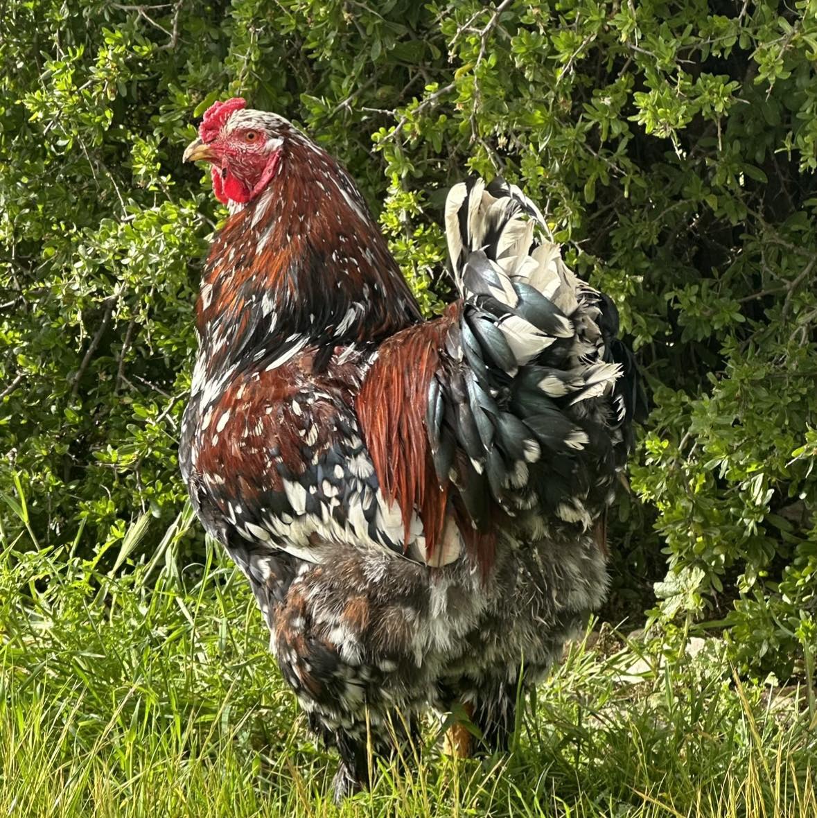 Maple Ridge Poultry