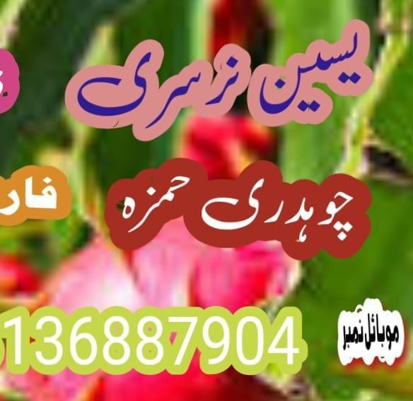 یسین نرسری فارم | Pattoki