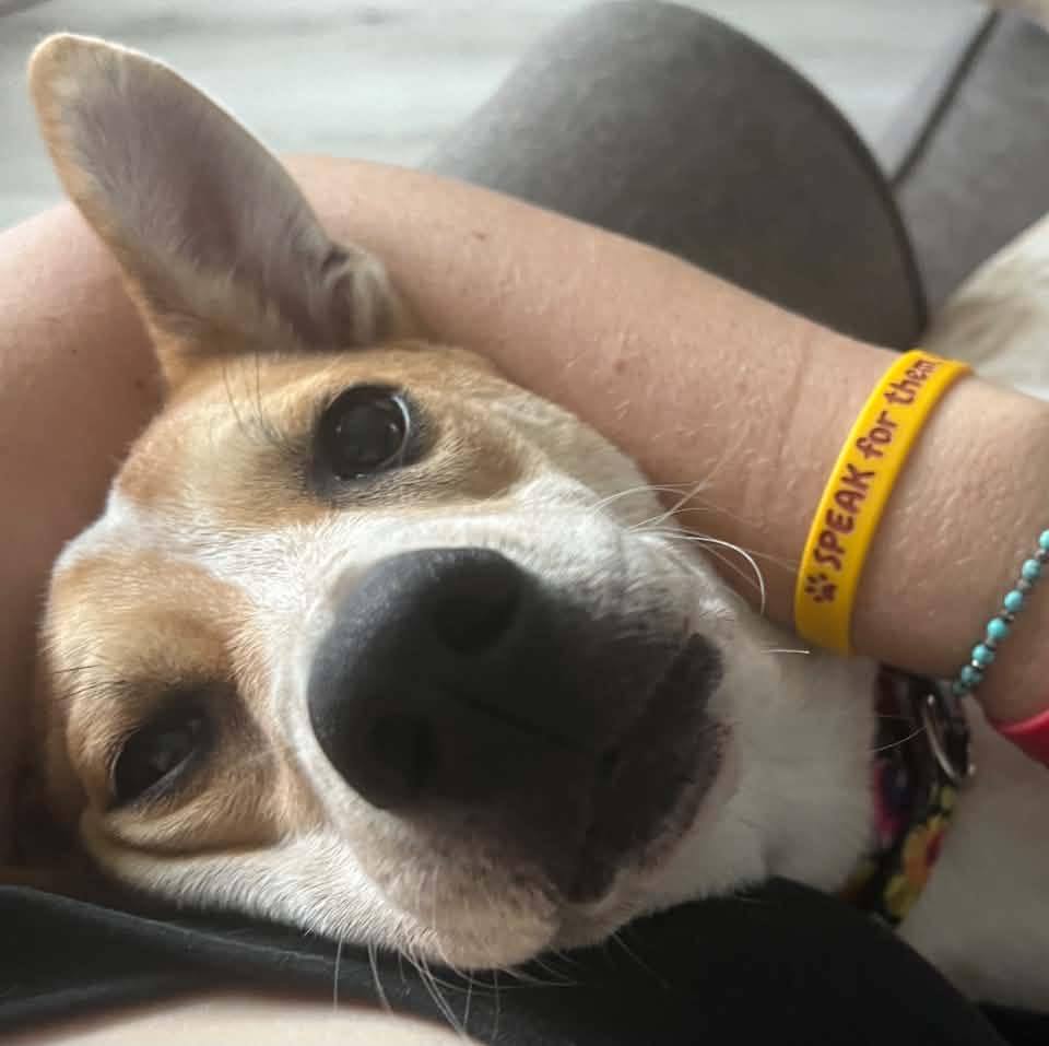 The Rescue Dog Project