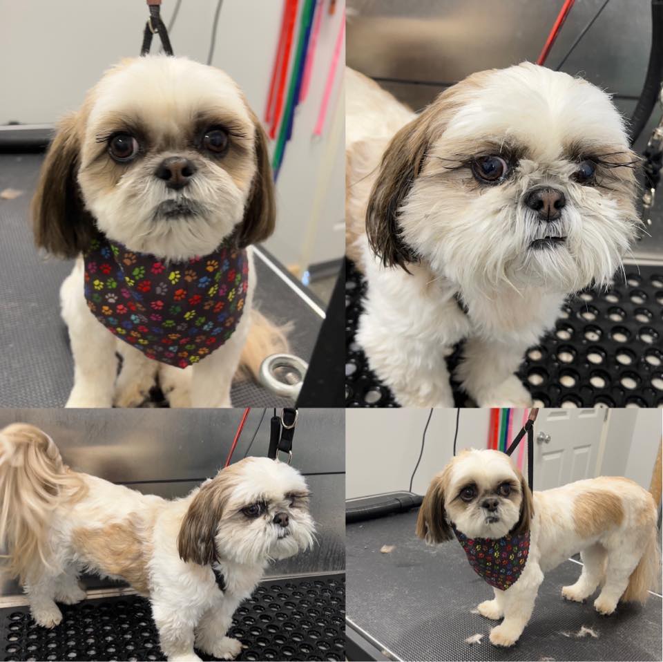 Curated visual reference: Breed Specific Pet Grooming In Kansas Reference: Daisys Vip Grooming