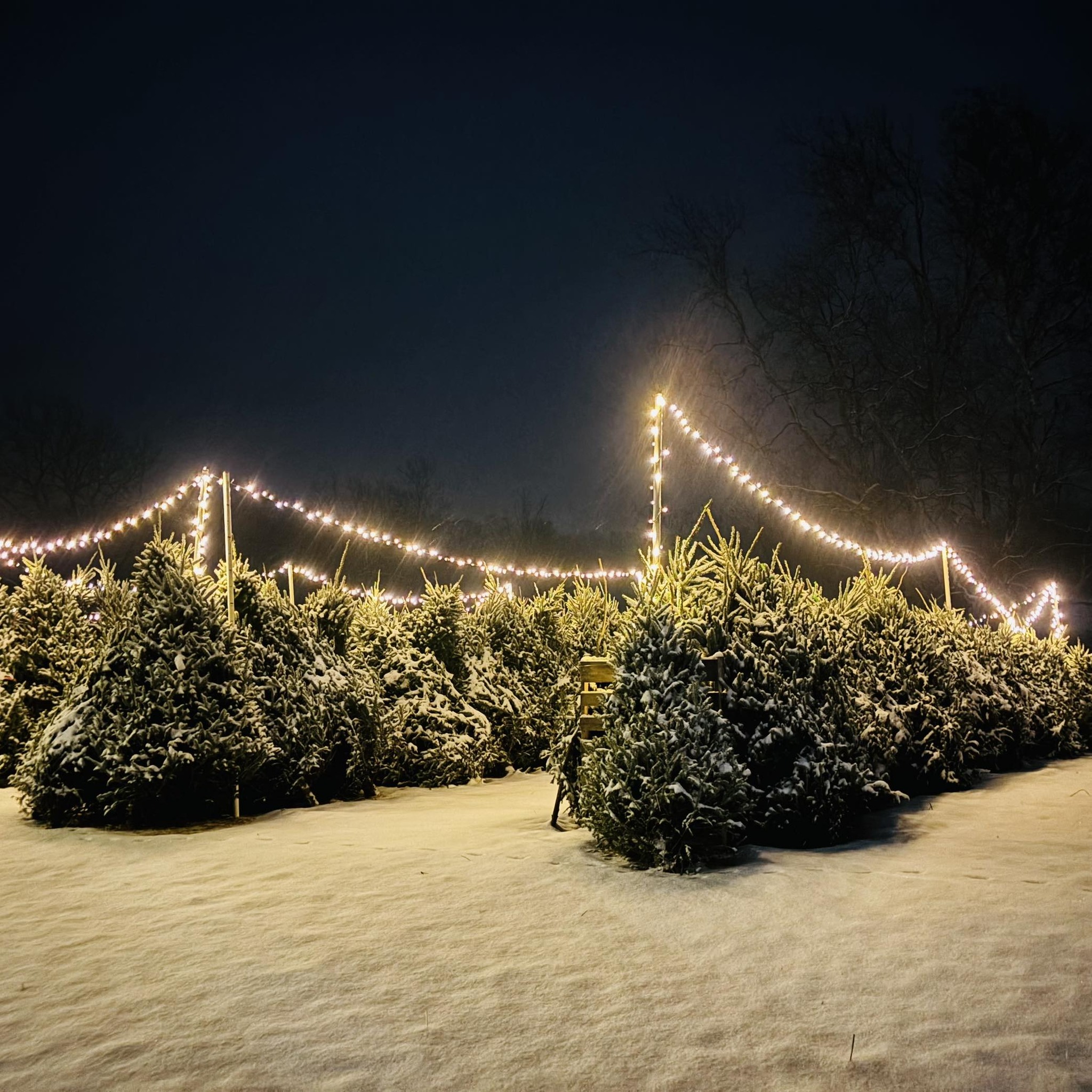 Lost Mile Christmas Tree Farm | Losantville IN