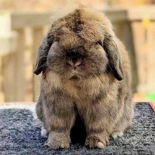 Does anyone have Hollander lops around Lexington ky area?cheap | Facebook