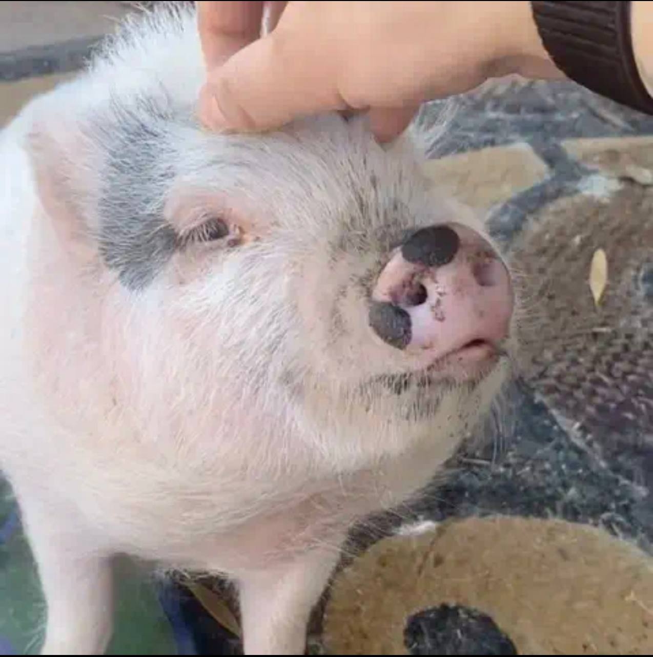 Penny Pig