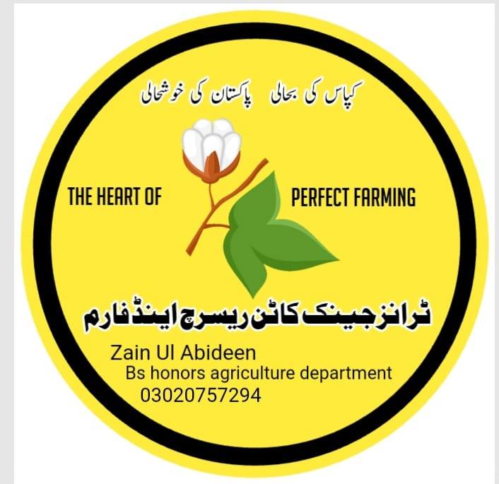 Transgenic Cotton Seed | Layyah