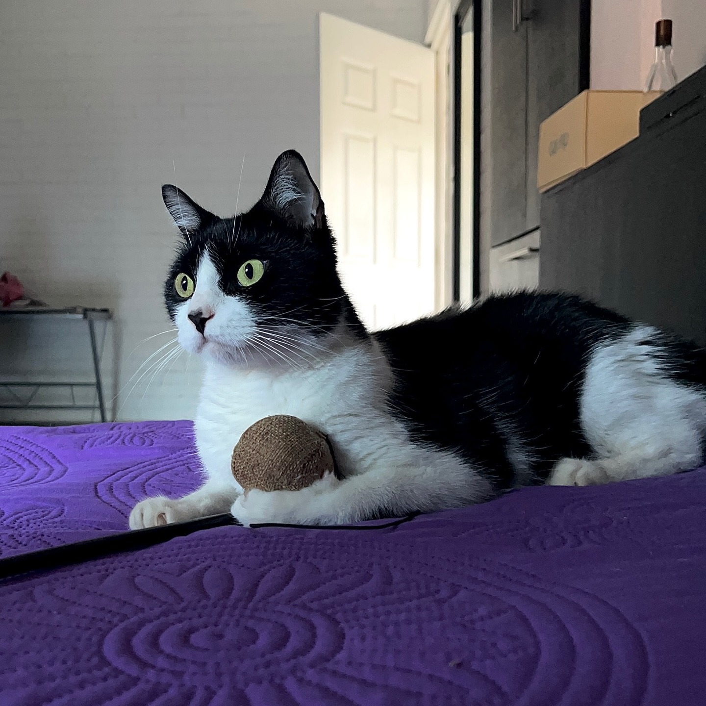Nikki The Cat