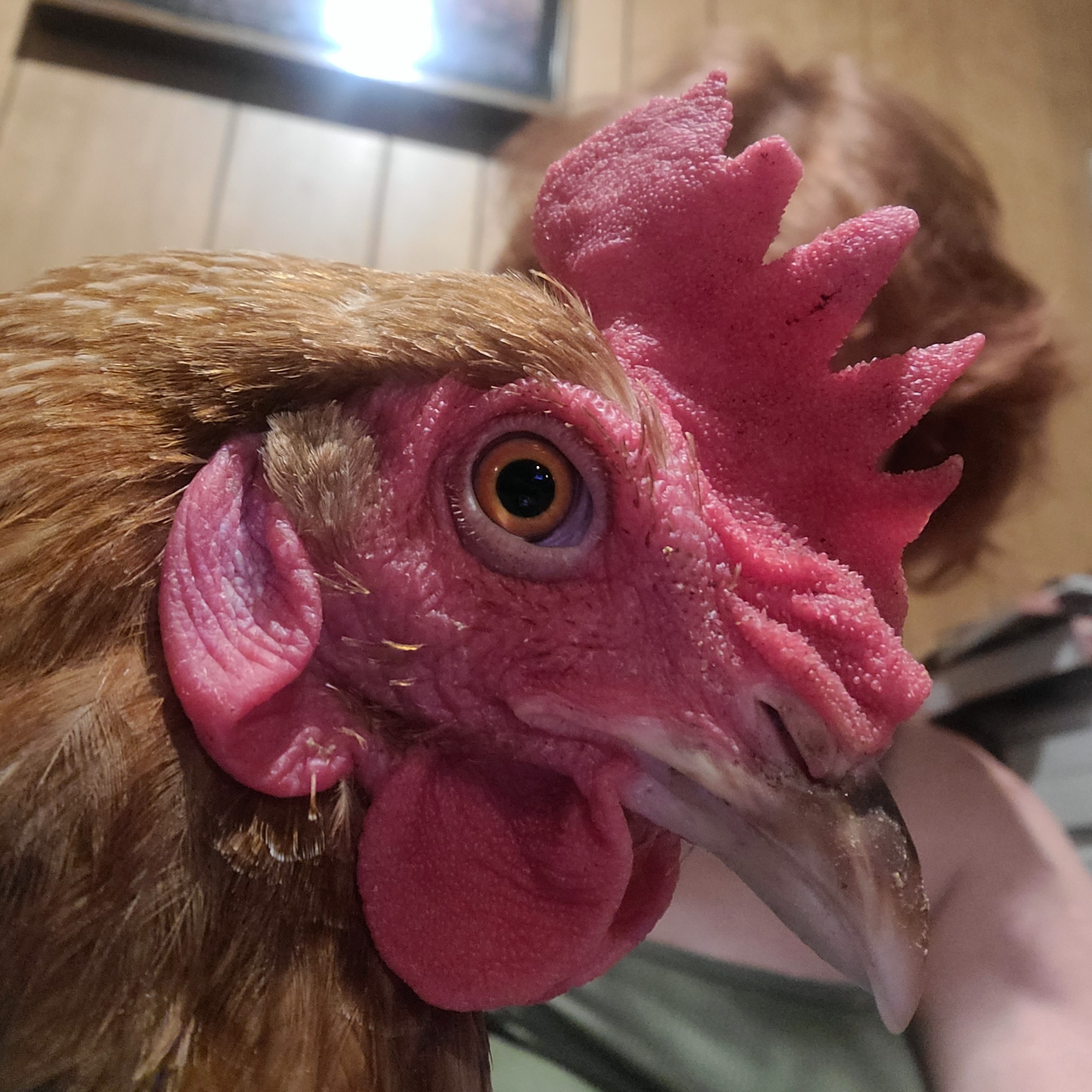 Everything Backyard Chicken! | Question... How can you tell that a ...