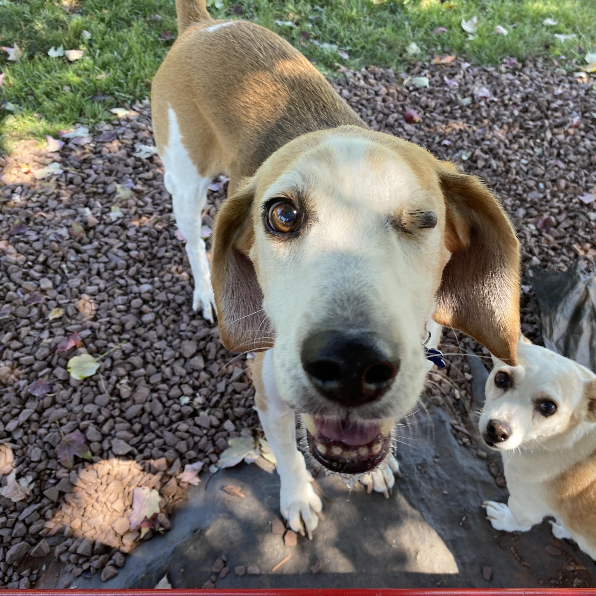 Lost & Found Pets of the Triangle, NC | We are offering a $500 reward ...