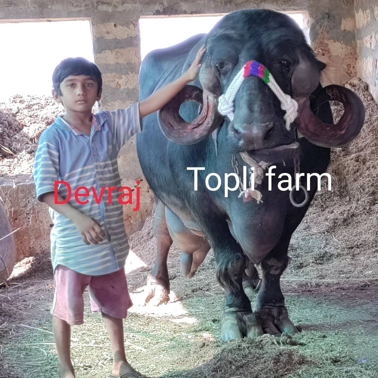 Topli Farm | Porbandar