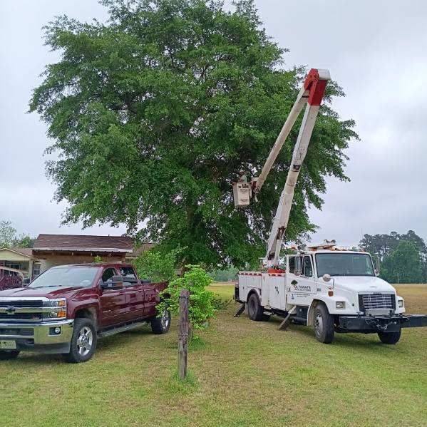 Ultimate Tree Solutions | Lake View SC