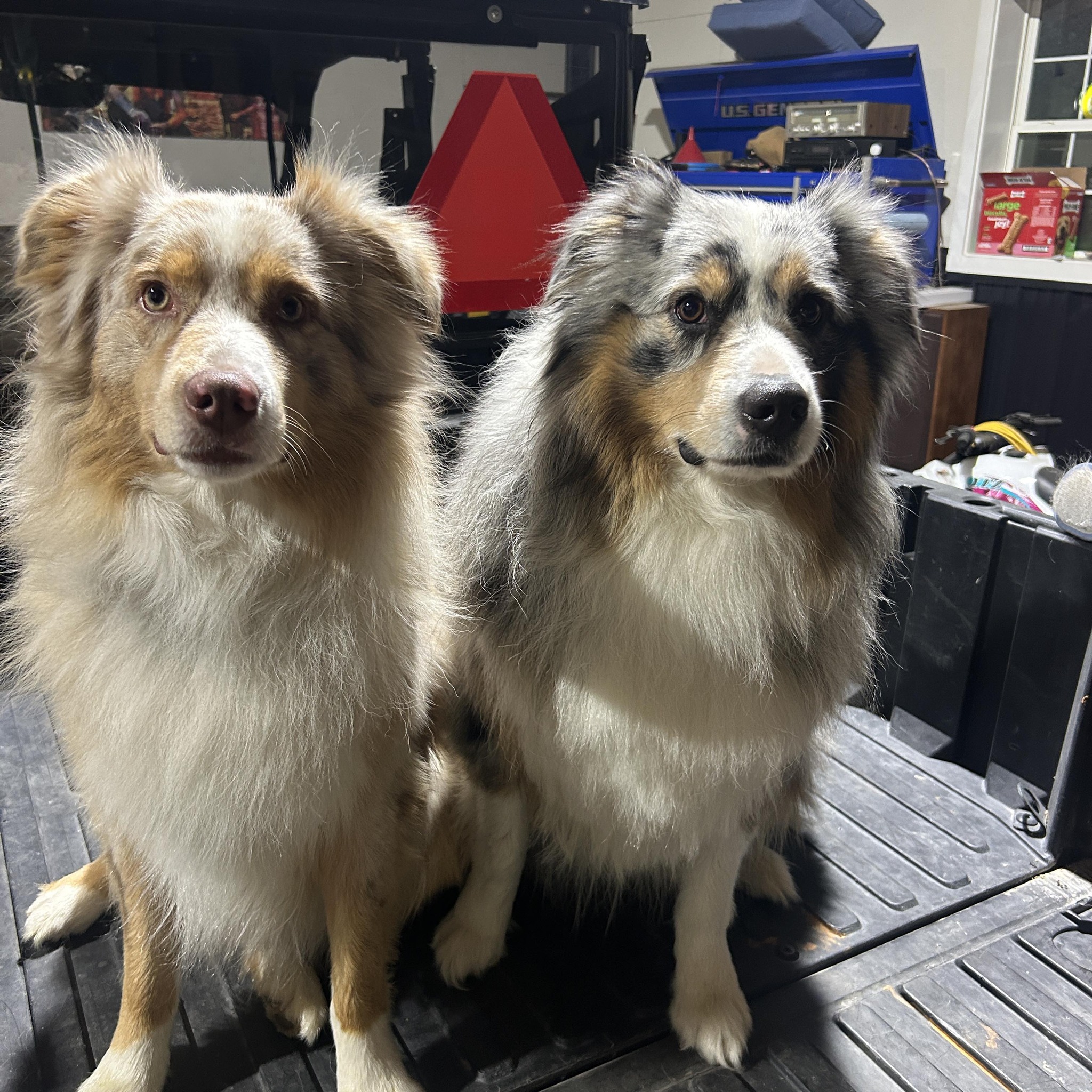 Australian Shepherd Puppies For Adoption | Facebook
