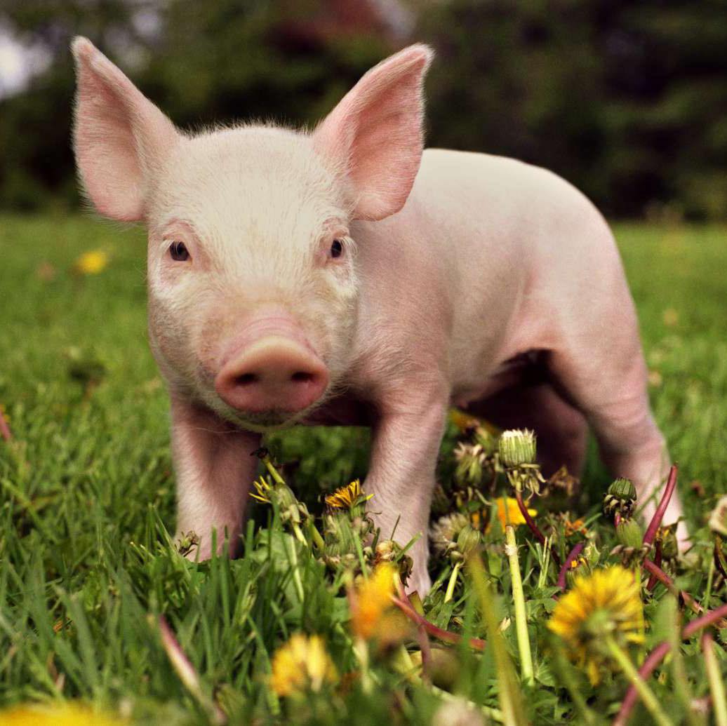 Big pig