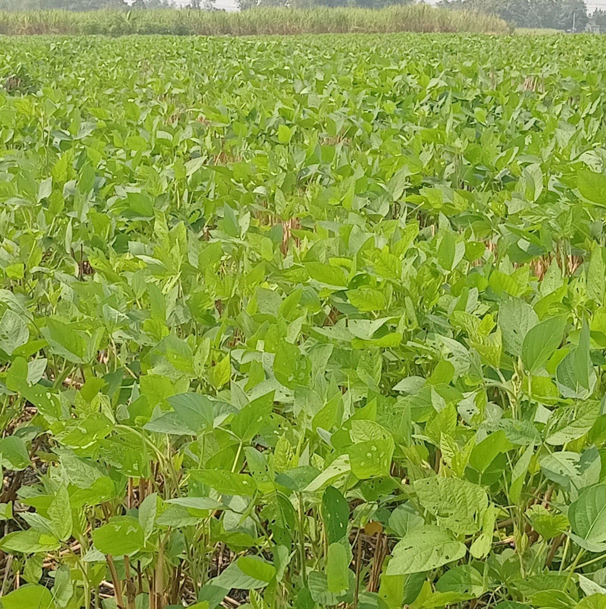 Tanami singkong dan pisang #untukbuatgorengan | Djoko Wahyudi
