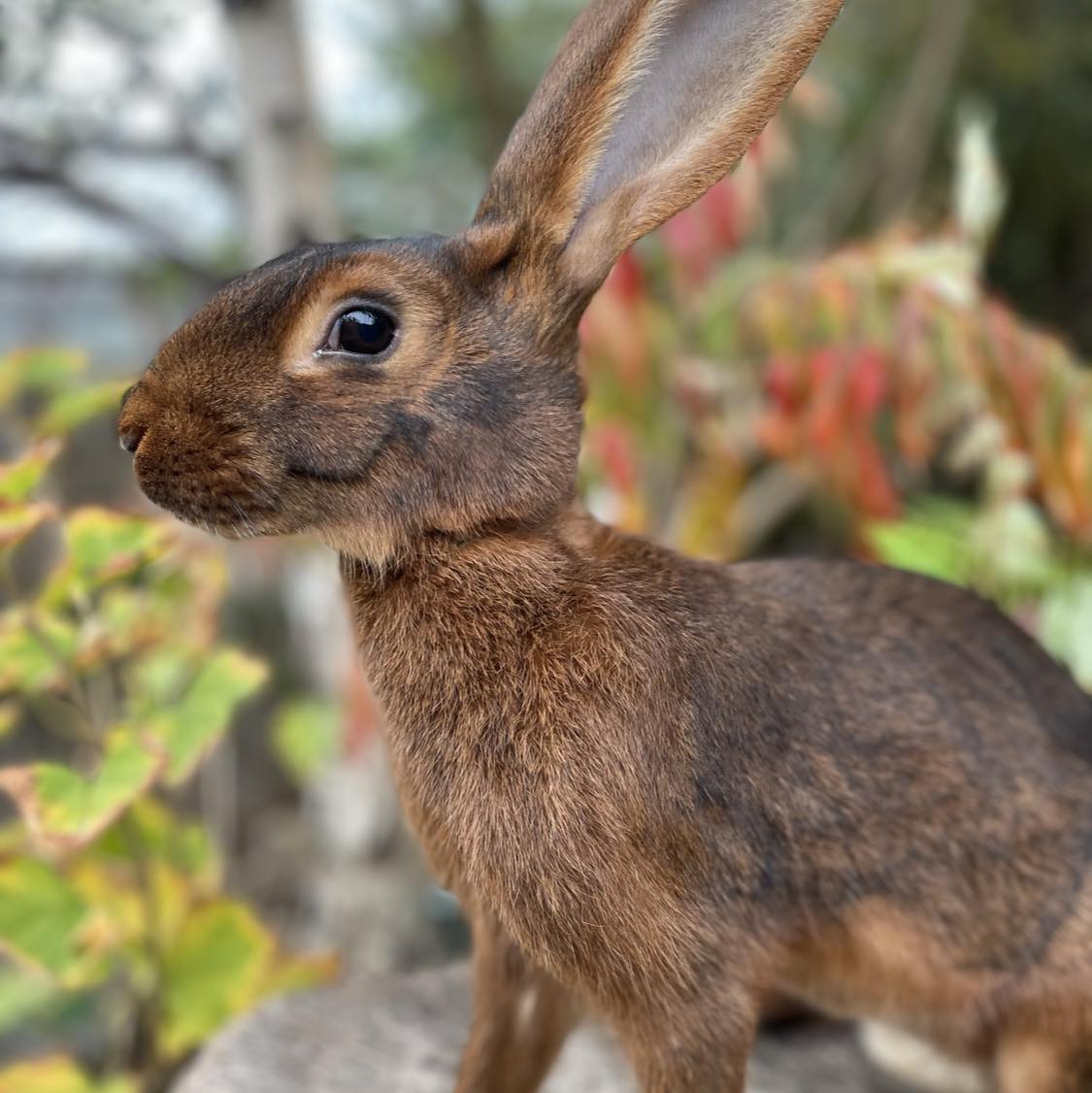 Warrenwood Rabbits - Moorcroft Stud