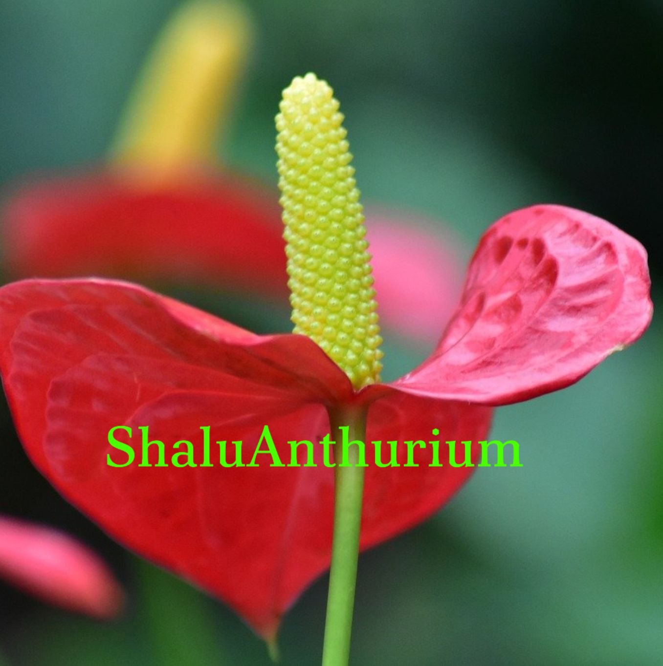 Mal Pochchi - මේ මල් පෝච්චි ගෙදරටම ගෙන්න ගන්න (28cm×20cm), දැන්ම ...