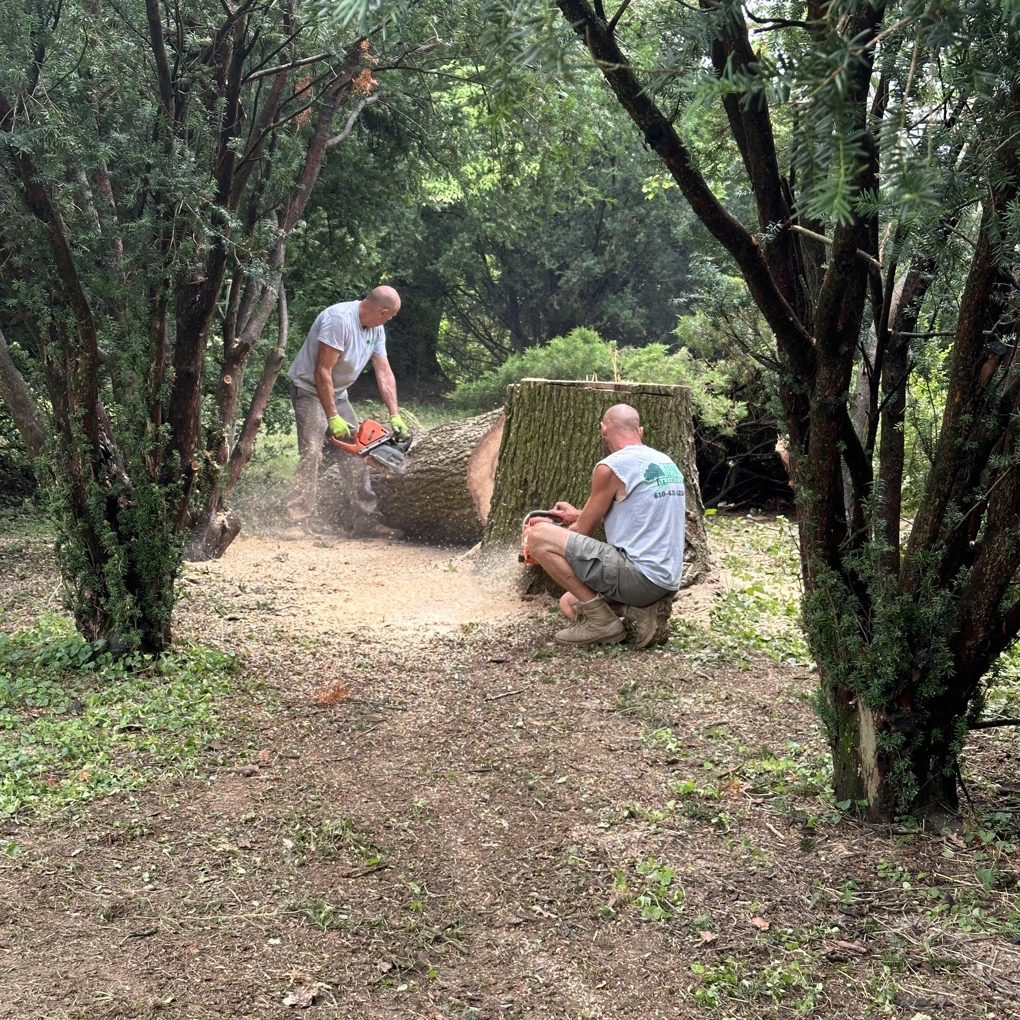 Matos Tree Service | Eagleville PA