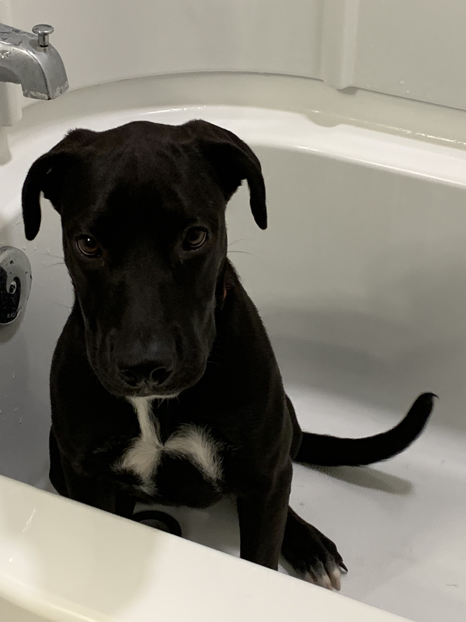 Ash-Labrador Retriever