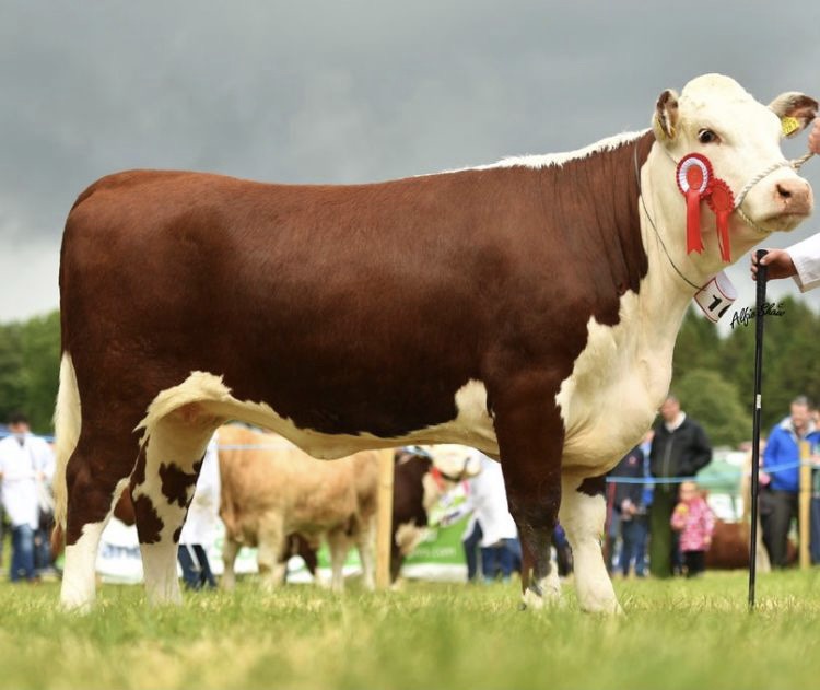 Glassdrummond Herefords