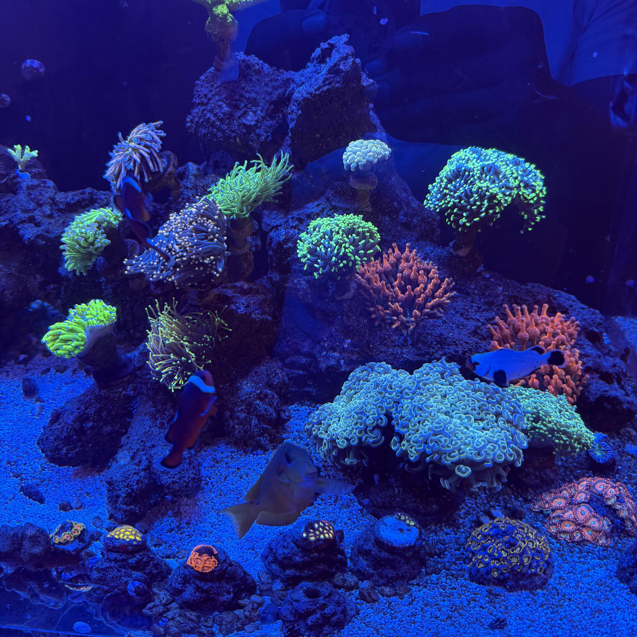Reef rookies | Can i take these 2 rocks out of my fresh water tank and ...
