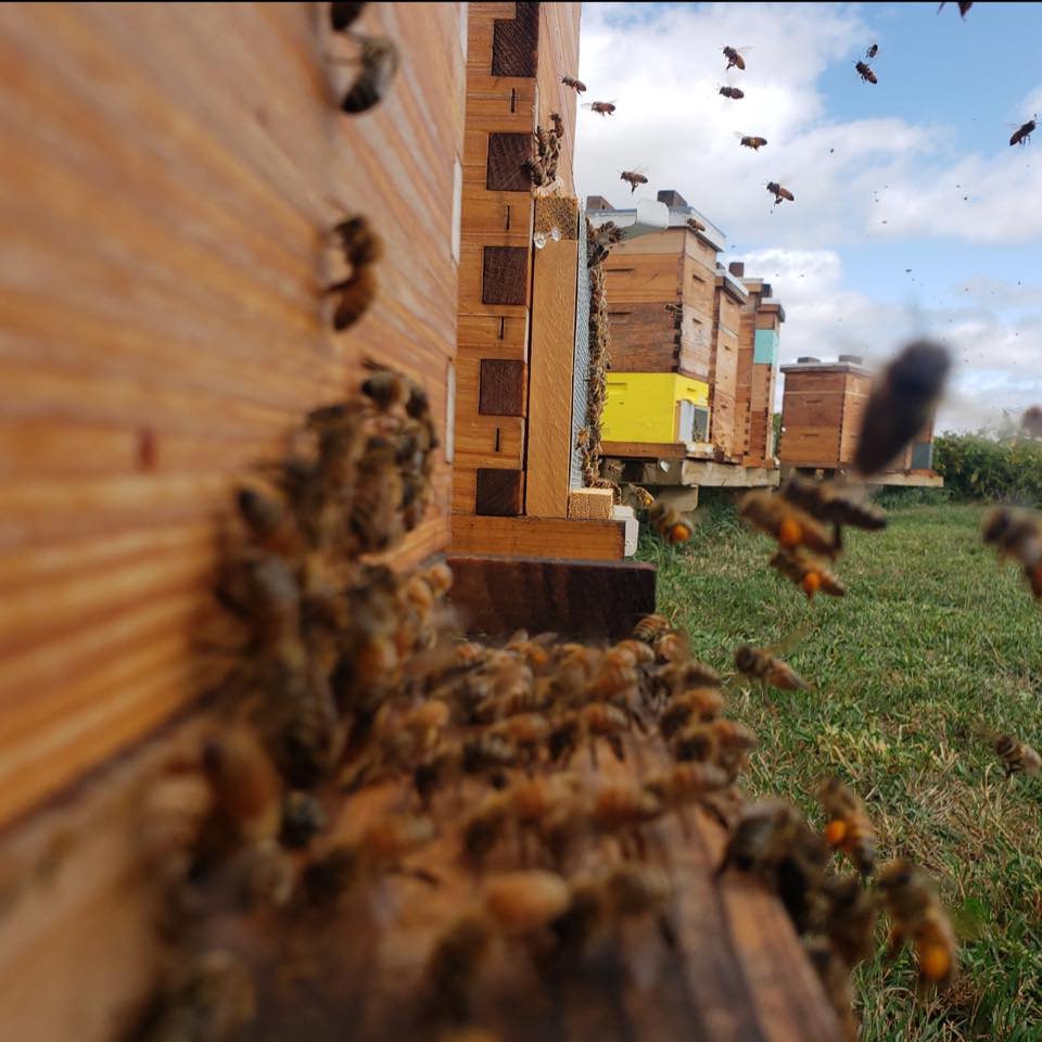 Picky Bee Apiary | Hillsboro OH