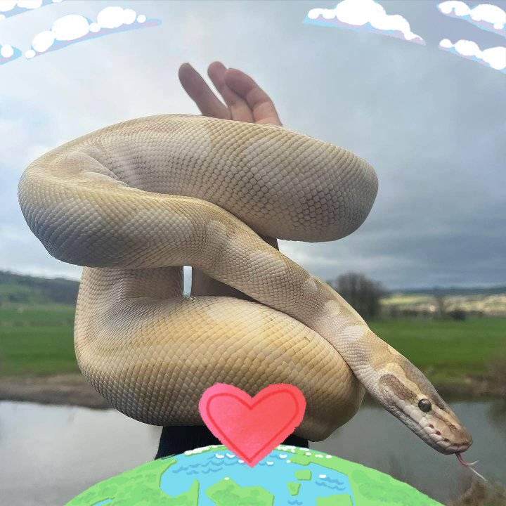 Cuttie ball pythons for adoption and rehoming