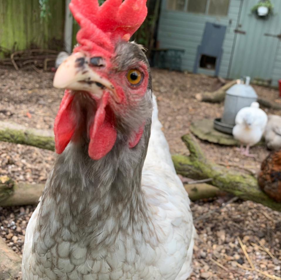 Arkansas Livestock and poultry | I am looking to add some color to my ...