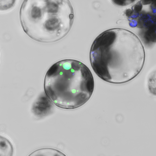 Temasek Life Sciences Laboratory - TLL