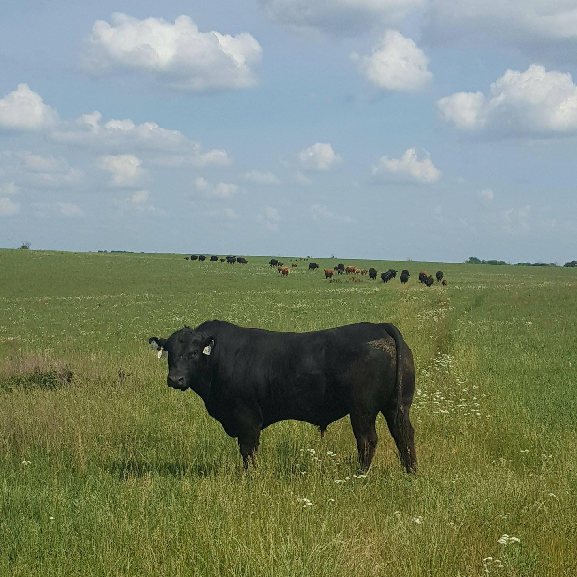 Walkin Man Ranch