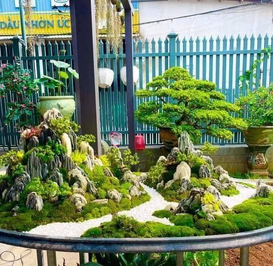 Rêu Bonsai Cây Cảnh