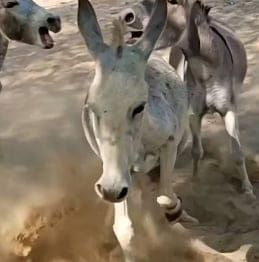 Bella Animals