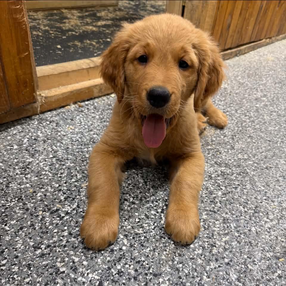 Élevage d’or golden retriever