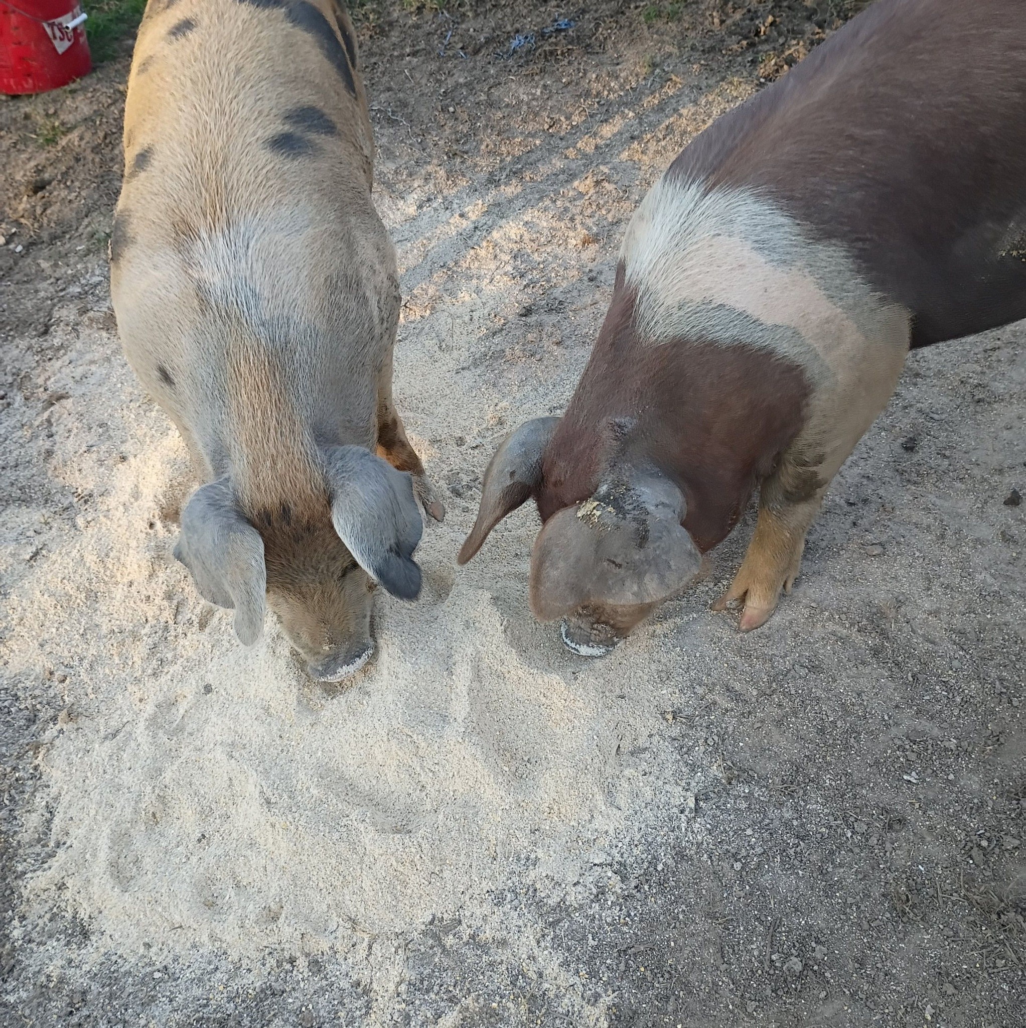 I just realized I never introduced pumba.hes a registered Idaho pasture ...