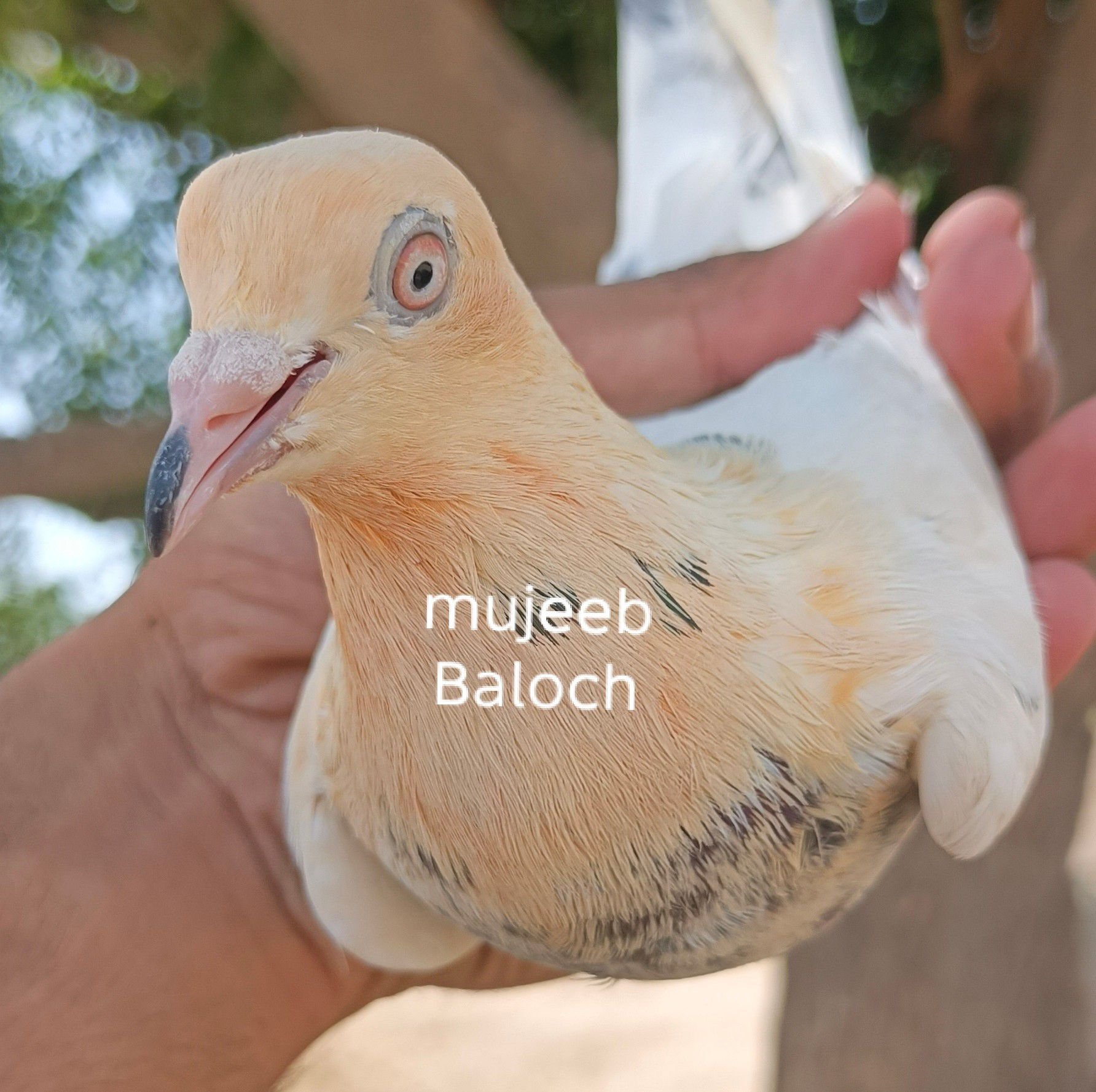 2بازی ونر پرندے کا شوق کریں پاکپتن میں دیا ہے #kabootar #pigeon #shok # ...